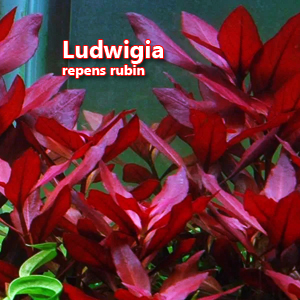 Ludwigia repens rubin